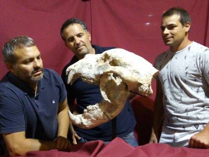 Crânio e mandíbula do 'Arctotherium angustidens' encontrados em San Pedro (Argentina).