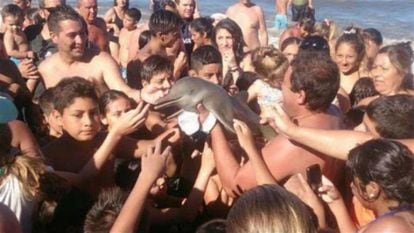 O golfinho que pode ter morrido por desidratação tirando selfie com turistas na Argentina.