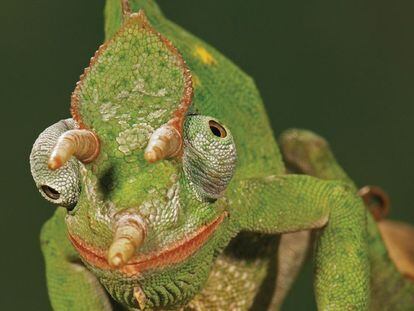O camaleão-de-Jackson tem três chifres e, como todos os camaleões, dois olhos que lhe permitem ver em direções diferentes.