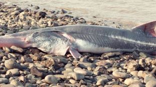 Peixe-espátula chinês encontrado na represa de Gezhouba em 1993.