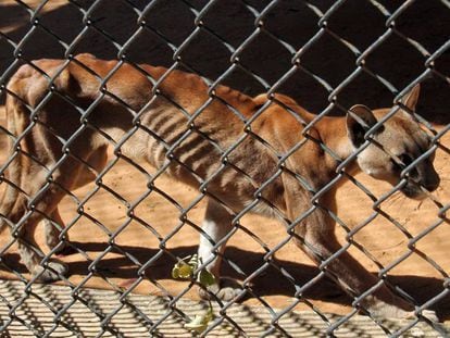 Protección animales em EL PAÍS Brasil