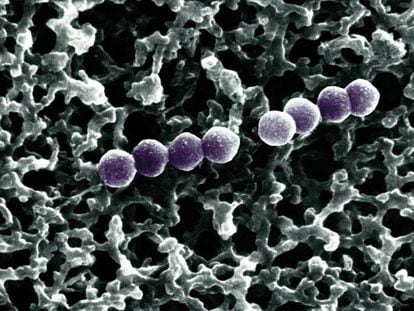 As bactérias da espécie ‘Streptococcus pneumoniae’ podem provocar pneumonias letais.