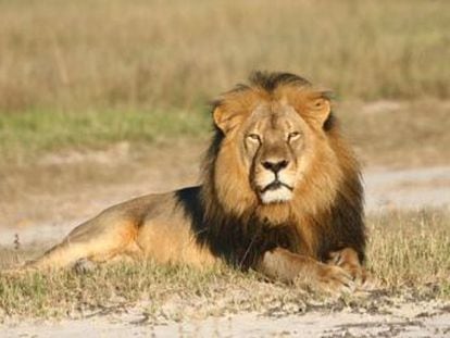 Incidente ocorreu em um parque de Birmingham e os cuidadores tiveram de afugentar os animais com um extintor para salvar o leão
