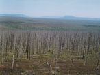 Los árboles están muriendo en decenas de kilómetros a la redonda de la ciudad minera de Norilsk (Siberia).
