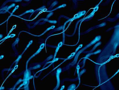 Espermatozoides ‘lutam’ para fecundar os óvulos