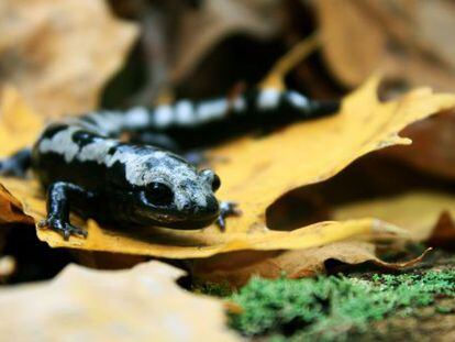 Embora os anfíbios estejam entre os animais mais afetados pela mudança climática, espécies como a salamandra prateada ampliaram sua categoria geográfica graças ao aquecimento.