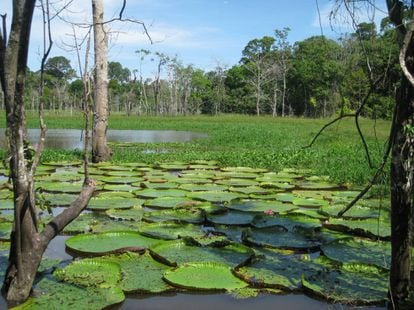 Os rios de várzea onde cresce a Vitória-régia dependem das inundações sazonais do Amazonas.