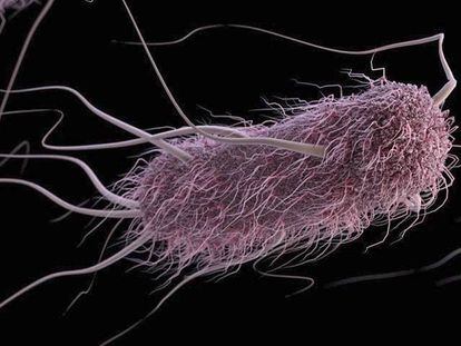 Uma bactéria escherichia coli.