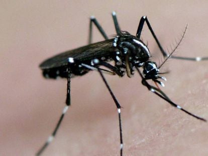 Quase metade de Pernambuco está na mira de um novo surto de zika