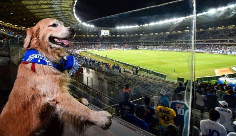 Cachorro acompanha partida entre Cruzeiro e São Paulo.