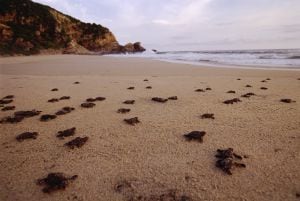 Tartarugas recém-nascidas na praia de Mazunte, em Oaxaca (México).