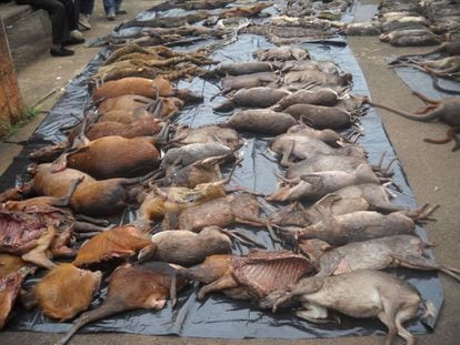 Exemplares confiscados durante uma operação contra a caça ilegal em Camarões.
