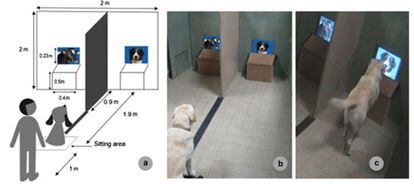 Imagens do estudo da ‘Animal Cognition’ que mostram a realização da experiência, projetando diferentes imagens de animais aos cães.