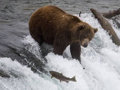 Um urso pesca salmões no Parque Nacional de Katmai (Alasca), em 2018.