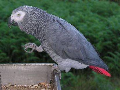 O papagaio-cinzento ('Psittacus erithacus') perdeu 99% de seus indivíduos em certas zonas da África.