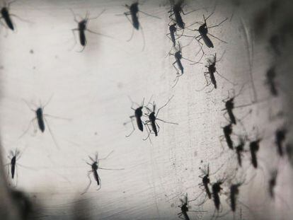 Mosquitos Aedes aegypti, estudados em laboratório da Fiocruz.