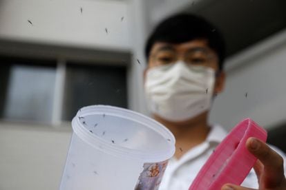 Liberação de exemplares machos do mosquito 'Wolbachia-aedes aegypti', como parte de um teste controlado em um condomínio de casas públicas em Cingapura, em 27 de agosto de 2020.