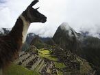 Una llama con Macchu Picchu al fondo. Este popular camélido doméstico sudamericano, generado a partir del manejo ancestral del guanaco, se convierte ahora en un importante aliado para combatir el sida.