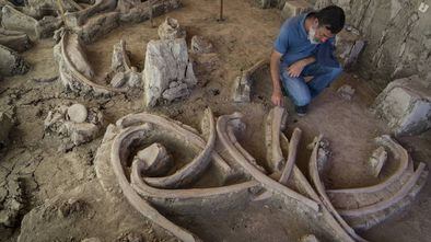 Fósseis de 14 mamutes encontrados no México.