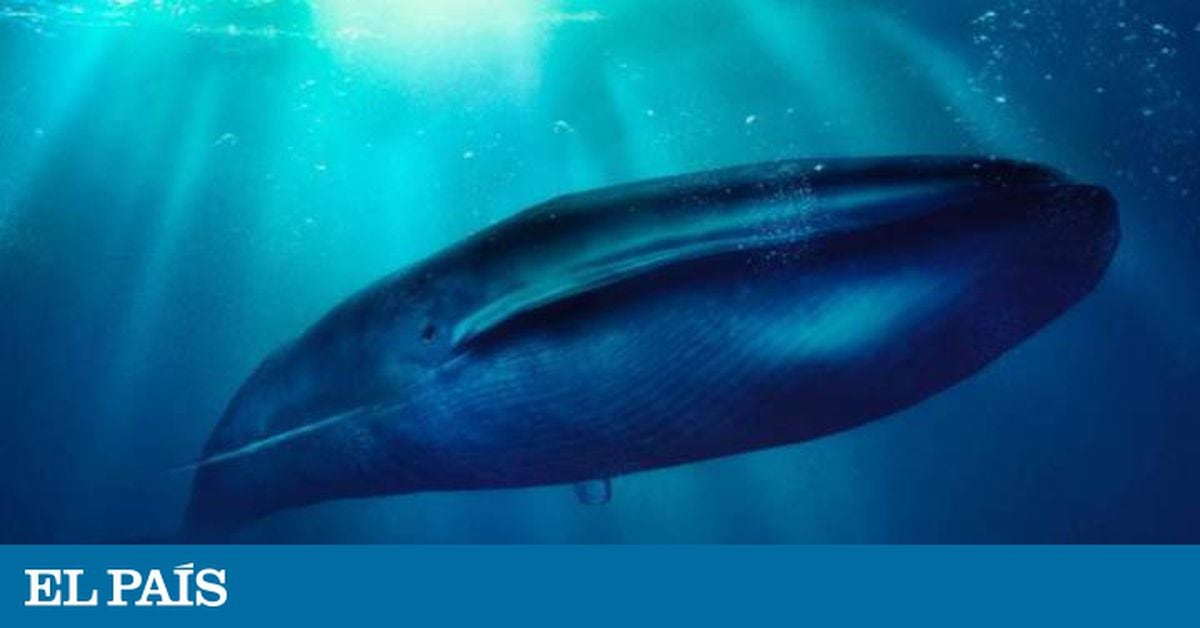 Baleia-Azul. O jogo na internet que está a levar jovens no Brasil a  suicidar-se