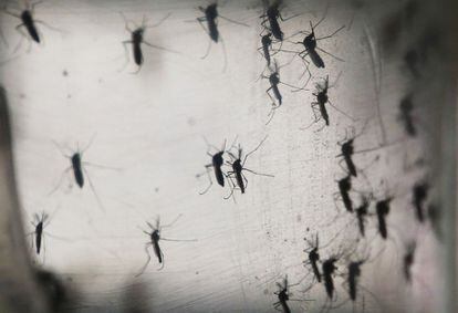 Mosquitos Aedes aegypti, estudados em laboratório da Fiocruz.