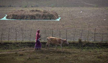 Mulher caminha com vaca em Gauhati, na &Iacute;ndia.