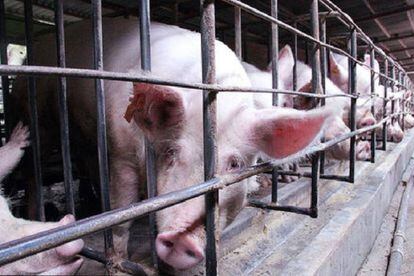 Bactérias resistentes a antibióticos foram encontradas em fazendas de criação