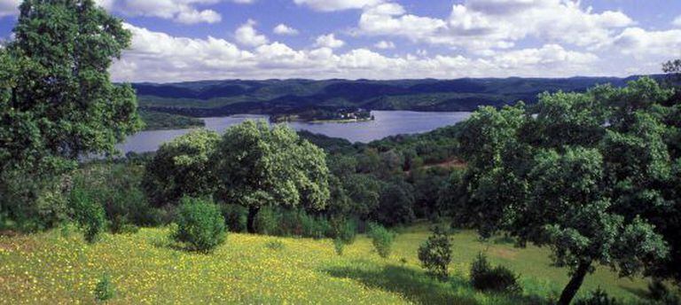 Azinheiras, flores e cistos no parque natural de Hornachuelos (Córdoba).