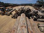 (FILES) In this file photo taken on September 12, 2019 an employee uses heavy machinery to stack wood logs at the Serra Mansa logging and sawmill company, in Moraes Almeida district, Itaituba, Para State, Brazil, in the Amazon rainforest. - Deforestation in the Brazilian Amazon reached 1,358 km2 in August 2020, a decrease of 21% compared to the same month of 2019, but the deforested area is already much higher than that of the whole of 2018. (Photo by Nelson ALMEIDA / AFP)