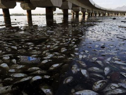 Em fevereiro de 2015, milhares de peixes foram achados mortos na Baia de Guanabara. 