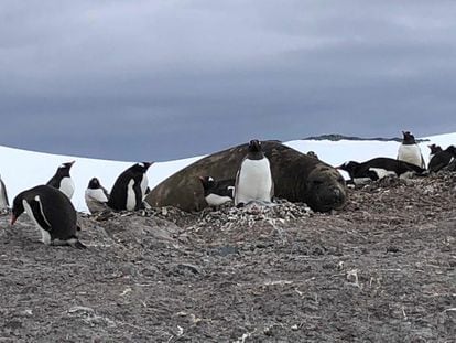Animais na Antártida