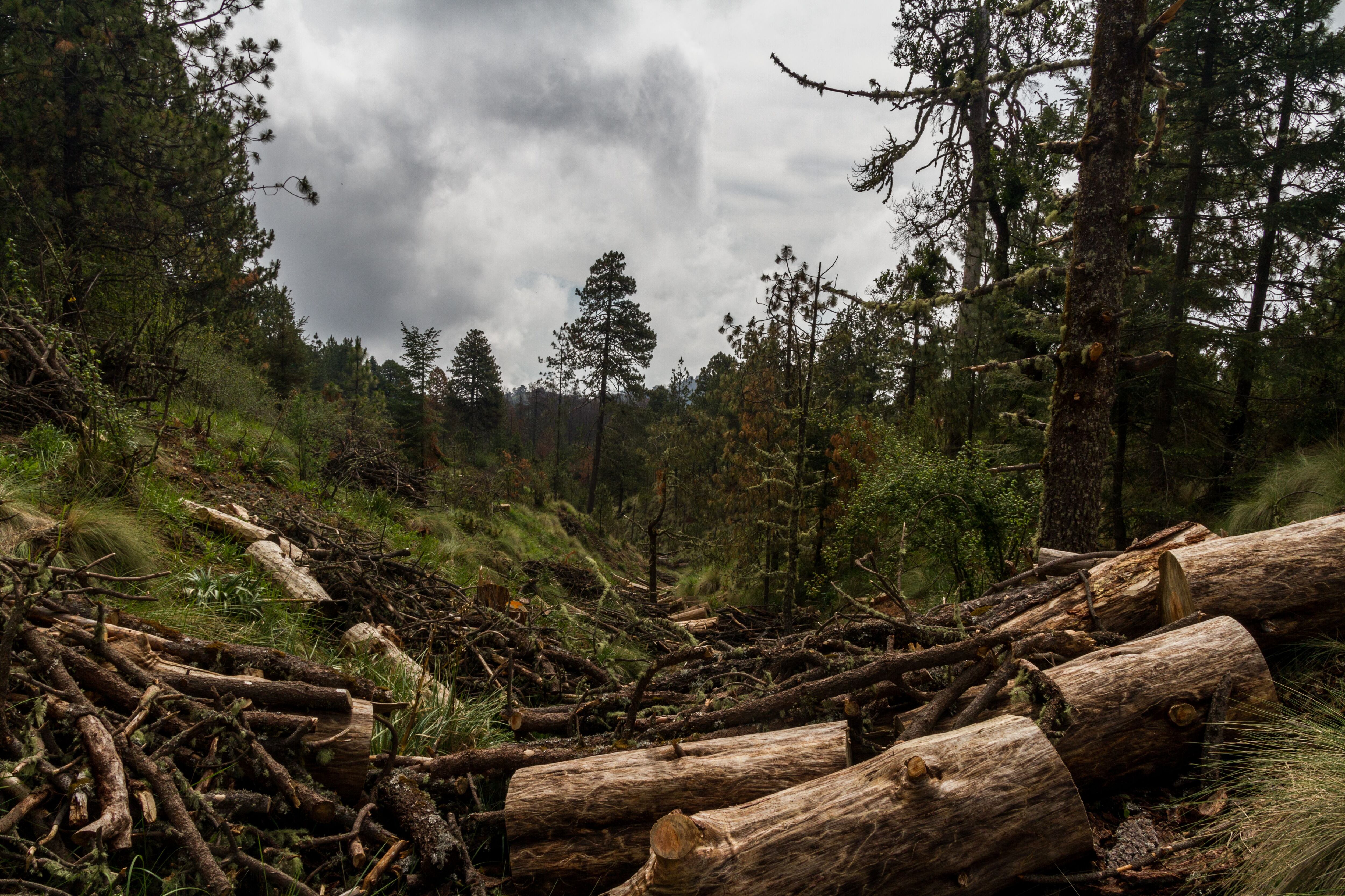 Árvores destruídas em uma floresta do Estado do México. 