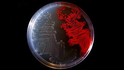 Cultivo de bactérias em laboratório