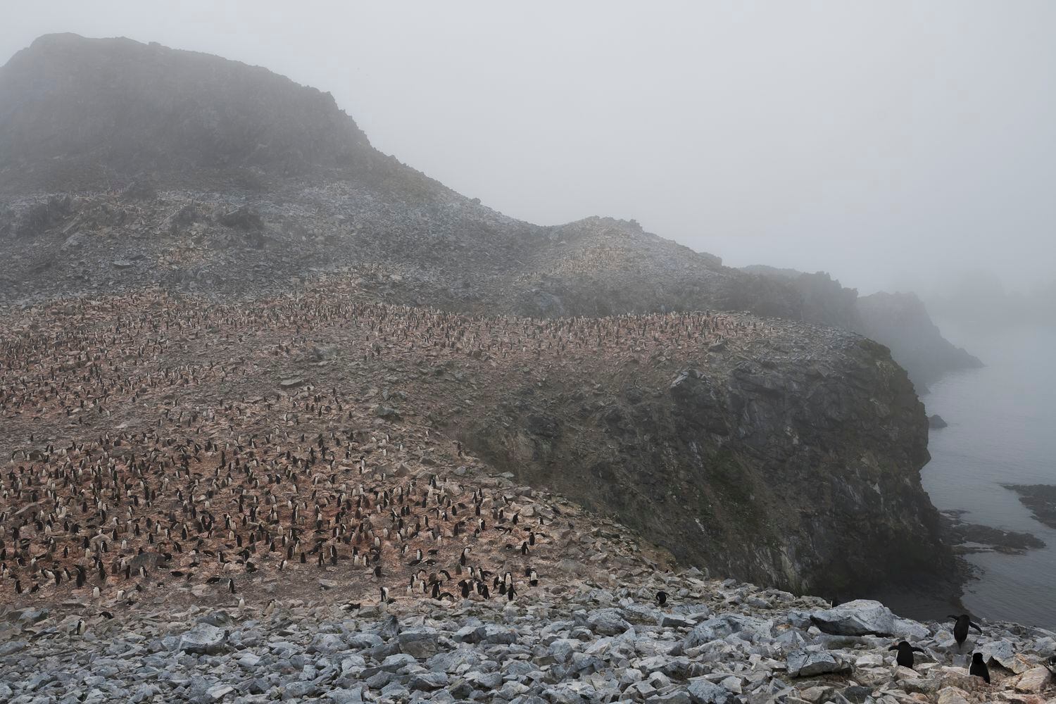 Multidão de pinguins na Low Island, 
na Antártida.
