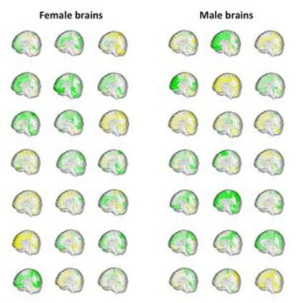 O volume das diferentes regiões cerebrais (em verde, maior; em amarelo, menor) de 42 pessoas mostra como os cérebros masculinos e femininos se sobrepõem.