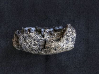 Mandíbula humana de 2,8 milhões de anos encontrada em Ledi-Geraru (Etiópia). Seu nome científico é LD350-1.