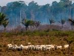 (FILES) In this file photo taken on August 25, 2019 cattle graze with a burnt area in the background after a fire in the Amazon rainforest near Novo Progresso, Para state, Brazil. - A fifth of Brazil's soy and beef exports to the European Union (EU) come from illegally deforested land, according to an investigation - "The rotten apples of the Brazilian agribusiness" - published on July 16, 2020 by US magazine Science. (Photo by Joao Laet / AFP)