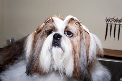 'Tibet', um cão da raça shi tzu