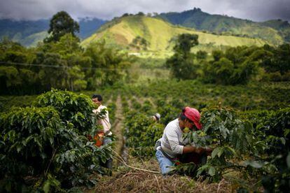 Plantação de café em Gigante (Colômbia).