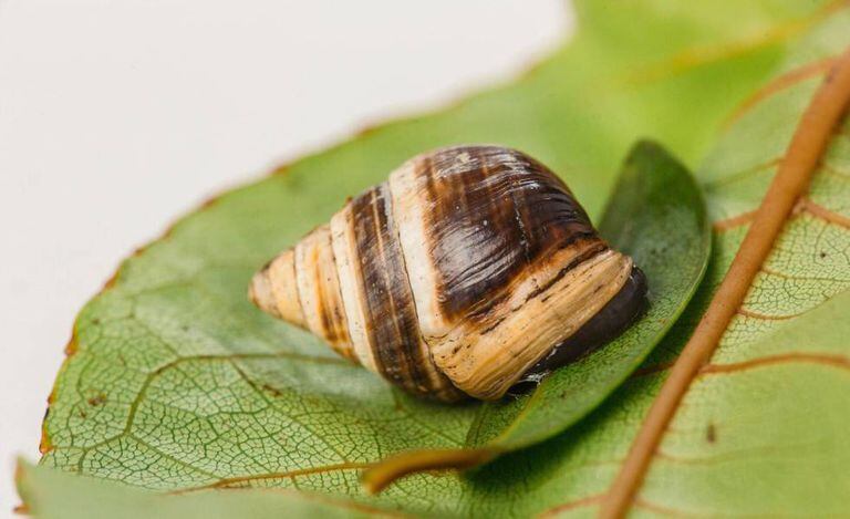 Imagem do solitário caracol ‘George’.