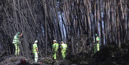 Funcionários municipais cortam árvores carbonizadas entre Avelar e Pedrógão Grande.