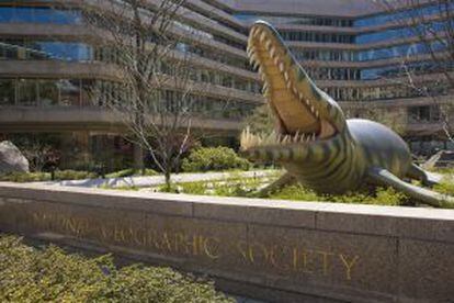 Uma réplica de um cocodrilo prehistórico na sede principal da National Geographic Society, em Washington (EUA).