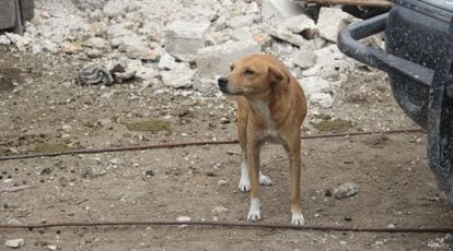 Um cão de rua em Porto Príncipe.