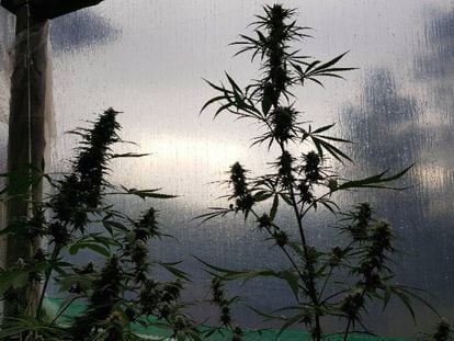 Plantas de cannabis do tipo sativa em estufa de cultivo para uso medicinal.