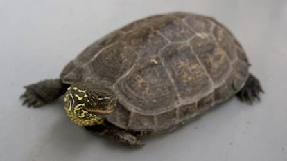 Um exemplar adulto de tartaruga chinesa de três quilhas.