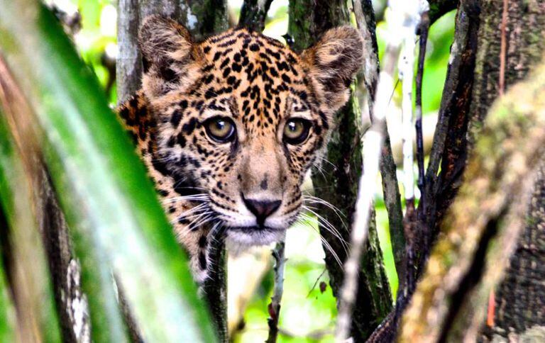 Uma onça-pintada na Amazônia.