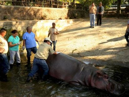 Funcionários do zoológico atendendo o hipopótamo Gustavito.