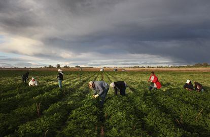 Migrantes mexicanos trabalham no campo em Wellington, Colorado.