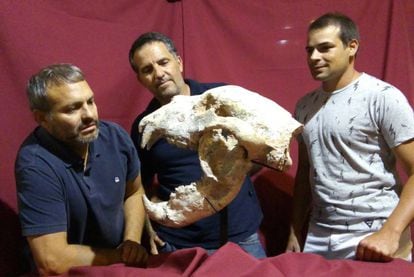 Crânio e mandíbula do 'Arctotherium angustidens' encontrados em San Pedro (Argentina).
