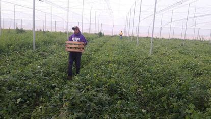 Um dos projetos de agricultura da organização Alma, em Zacatecas, onde trabalham migrantes deportados.